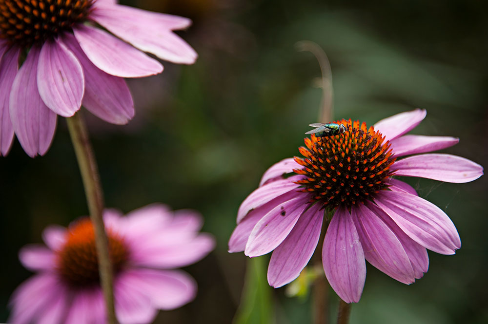 Flowers of Port Credit 0